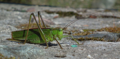   Grasshopper or Bush Cricket 