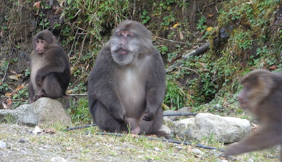  Tibetan Macaques 