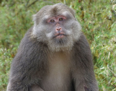  Tibetan Macaque 