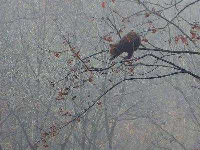  Red Panda in the mist 