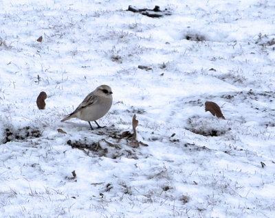  White Rumped Snow Finch share burrows with pikas