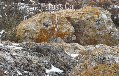   Pallas Cat  and White Winged Redstart