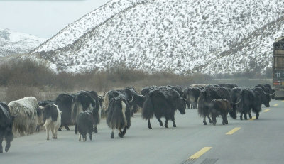  Domestic Yaks on road 