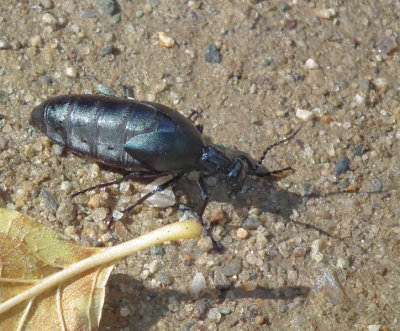  Black Beetle 