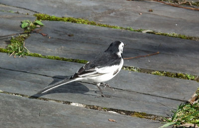  White Wagtail 