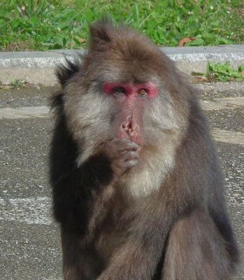 Another Tibetan Macaque  