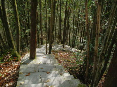  Fragrant Princess Woods Trail 