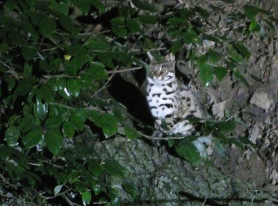  Leopard Cat under spotlight