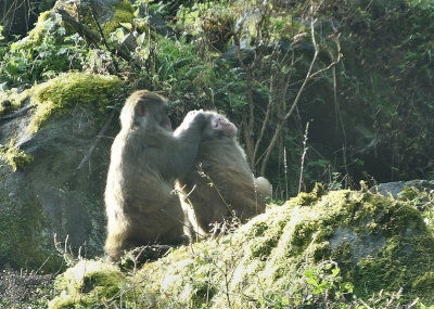  Rhesus Macaques grooming