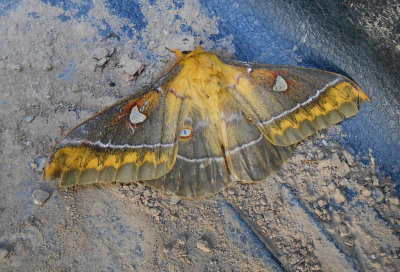  Large moth in footwell of our MPV 