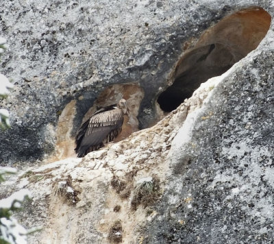  Himalayan Vulture in cave roost 