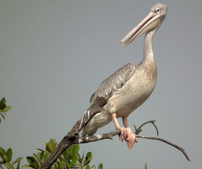 Pink Backed Pelican 