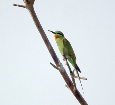 Blue Cheeked Bee Eater