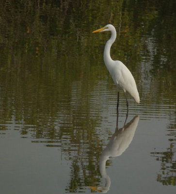  Great White Egret reflection 