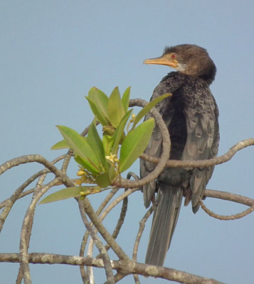  Long Tailed Reed Cormorant 
