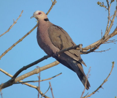  Red Eyed Dove 