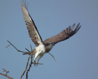  Osprey taking off 
