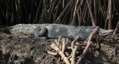  Nile Crocodile 