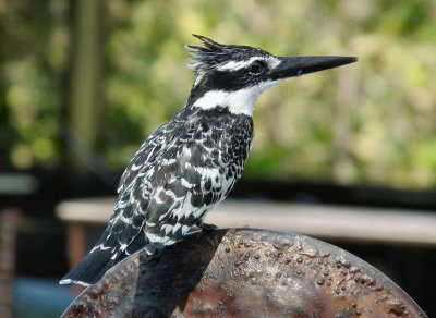  Pied Kingfisher by the Pool 