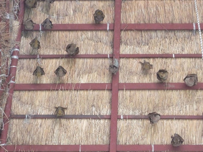  Gambian Epauletted Fruit Bat colony Restaurant