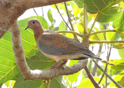  Laughing Dove 
