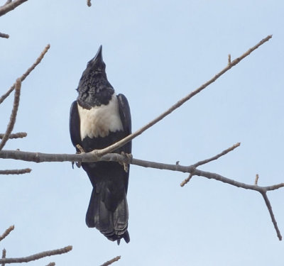   Pied Crow 