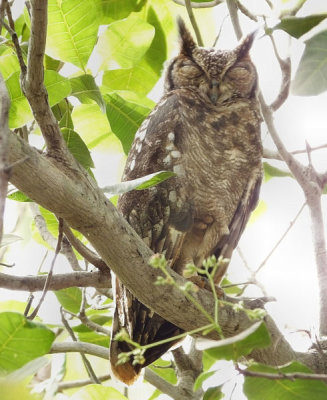 Verreauxs or Giant Eagle Owl