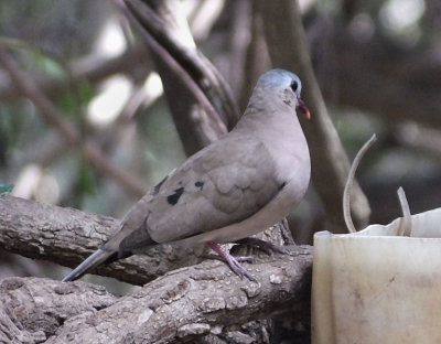  Blue Spotted Wood Dove 