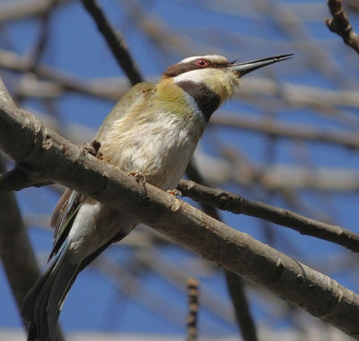   White Throated Bee Eater 