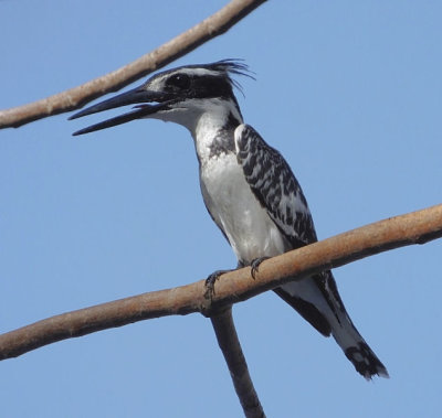  Female Pied Kingfisher 