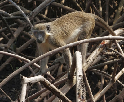  Green Monkey in mangroves 