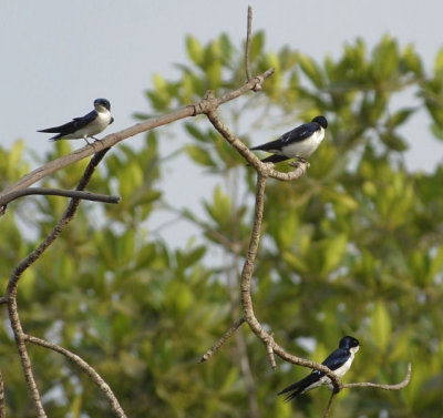  Pied Wing Swallows 