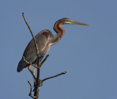  Purple Heron about to take off 