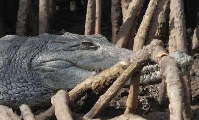  Nile Crocodile head 