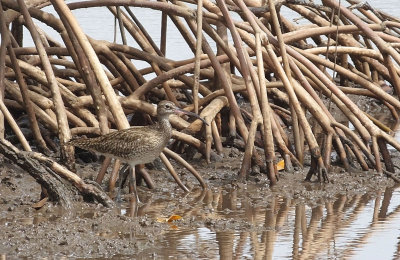 Whimbrel in mangroves