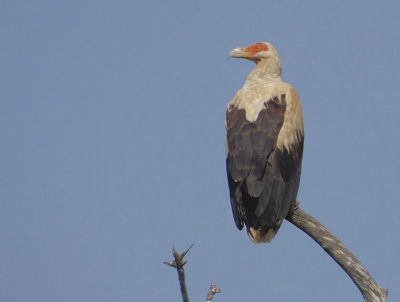  Palmnut Vulture 