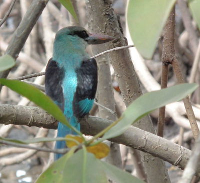   Blue Breasted Kingfisher 