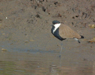  Spur Winged Plover or Lapwing 