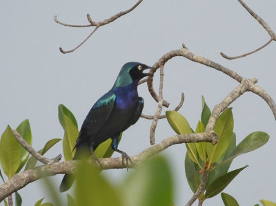  Purple Glossy Starling 