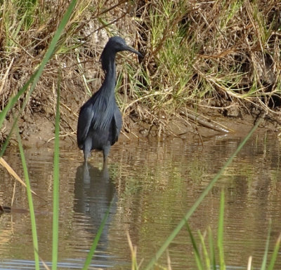 Black Umbrella Heron