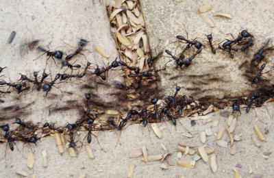  Driver Ants crossing footpath 