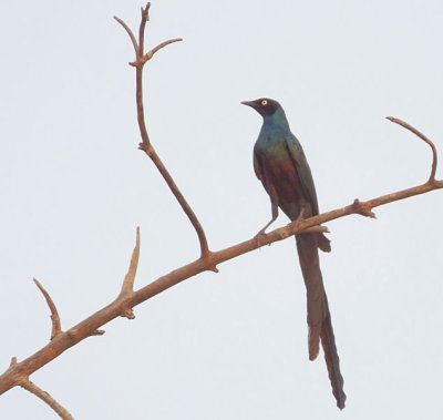  Long Tailed Glossy Starling 