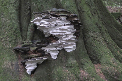  Tree fungus 