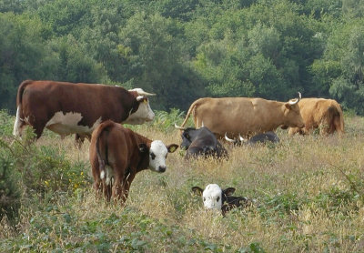  Long Horn Cattle at Poors Allotment Nature Reserve