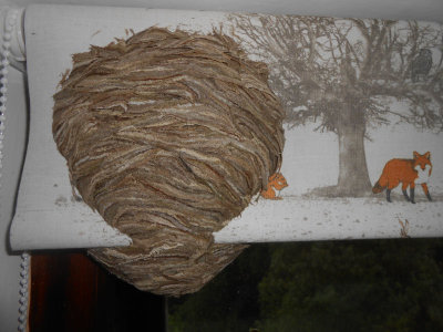  Back of wasps nest built around window roll blind in my bedroom