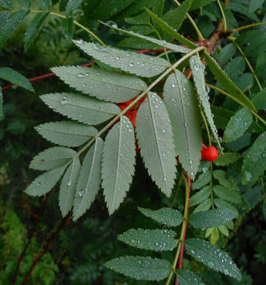  Rowan berries and leaves 
