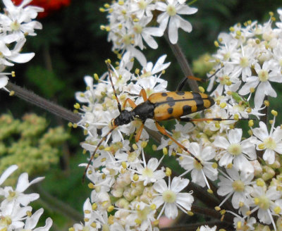  Spotted Longhorn beetle_Rutpela maculata
