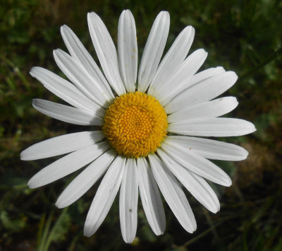  Ox Eye Daisy 