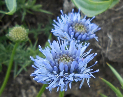  Cornflowers near Hartland Quay 