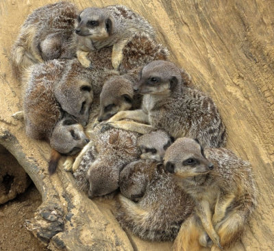  Meerkat huddle 